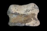 Ceratopsian Dinosaur Toe Bone - Alberta (Disposition #-) #92768-2